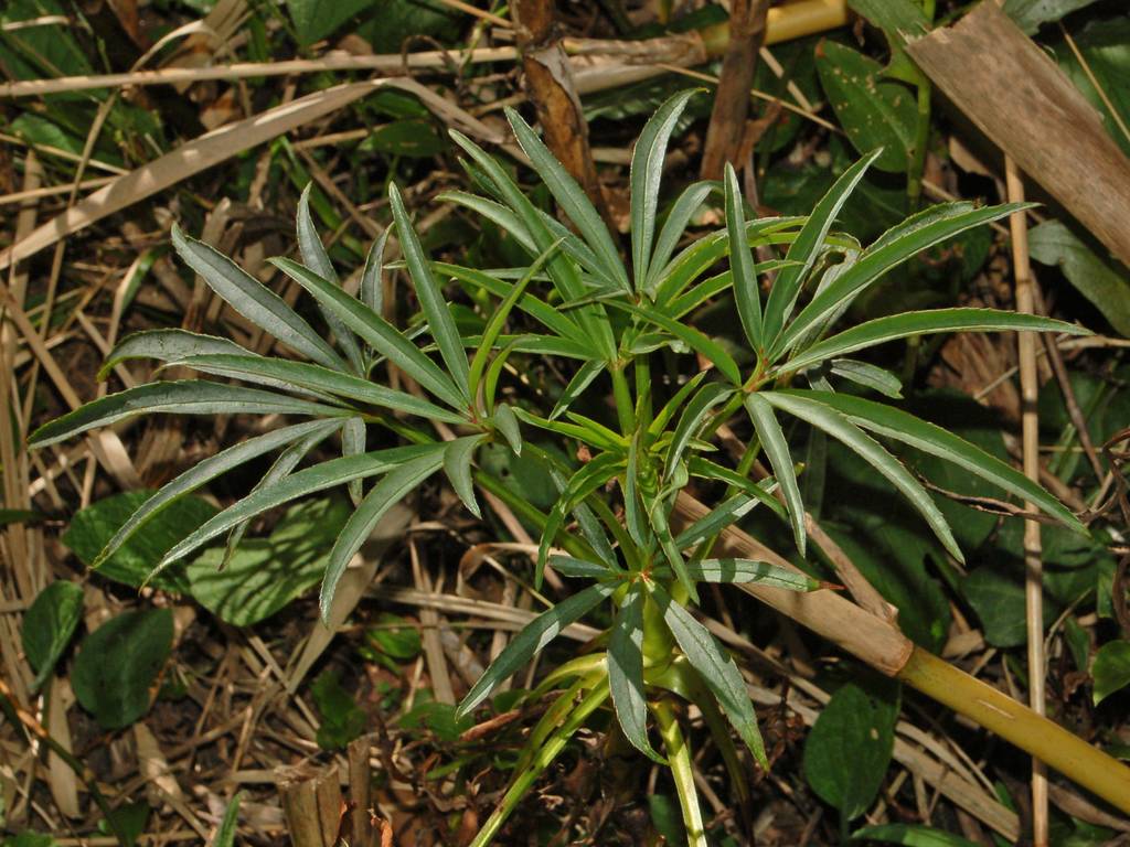 Helleborus foetidus